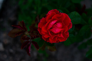 red roses background. Wedding natural flowers. Valentines day or 8 march floral gift. Romantic love design	