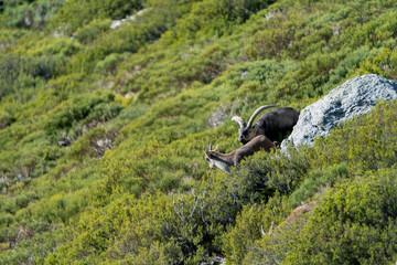 Iberian ibex, Spanish ibex, Spanish wild goat, or Iberian wild goat (Capra pyrenaica)