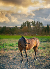 Autumn landscape with a beautiful horse on sunset