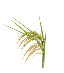 Ears of paddy rice grain isolated on white background