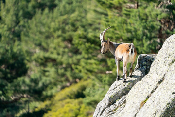 Naklejka premium Iberian ibex, Spanish ibex, Spanish wild goat, or Iberian wild goat (Capra pyrenaica)
