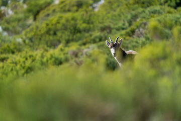 Iberian ibex, Spanish ibex, Spanish wild goat, or Iberian wild goat (Capra pyrenaica)