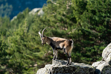 Iberian ibex, Spanish ibex, Spanish wild goat, or Iberian wild goat (Capra pyrenaica)