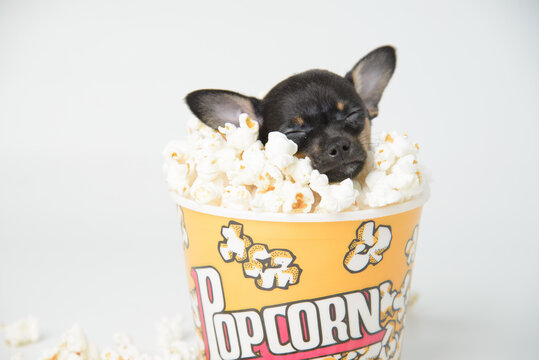 cachorrinho dormindo com em pote com pipoca