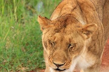 On the Road in Kenya.
Very close by with a lioness, even the annoying flies are visible.