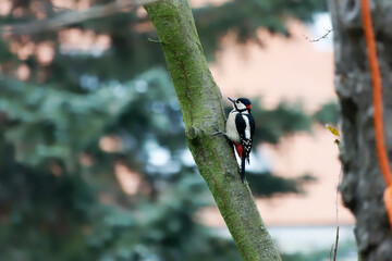 great spotted woodpecker looking out from behind a plum tree