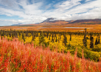 Fall Colors in the Tundra in Alaska