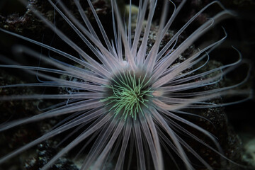 Actinia sp., possibly Diadumene lineata, sea anemone move its tentacles to catch plankton food in water stream of a Black Sea saltwater marine biotope aquarium, wide spread invasive predator. macro