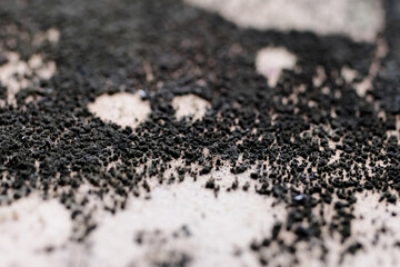 Black mold. close-up. macro shooting