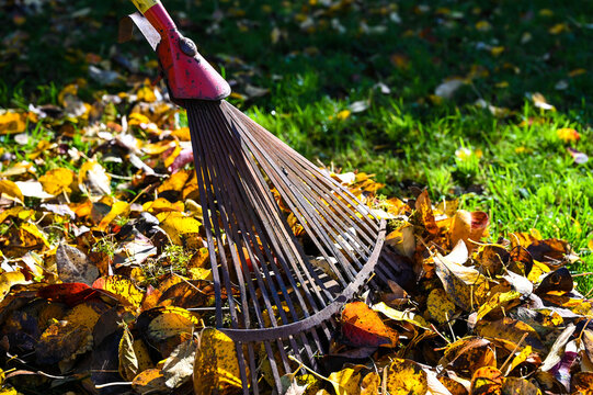 A rusty rake with a pile of leaves in a garden during autumn.