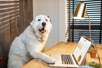 Cute white dog sitting at workplace, working on some charts on a laptop in home office - obrazy, fototapety, plakaty