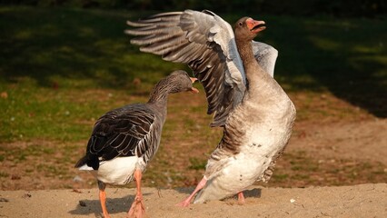 greylag goose hunt another greylag goose