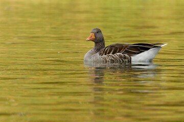 greylag goose swimming in green colored water