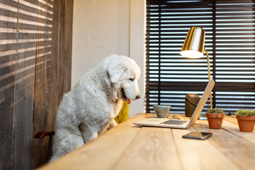 Cute white dog sitting at workplace with a laptop in home office