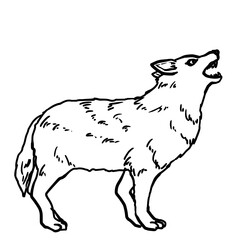 Simple wolf line art illustration