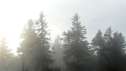 Fototapeta na wymiar Nebel im Wald im Taunus im Winter
