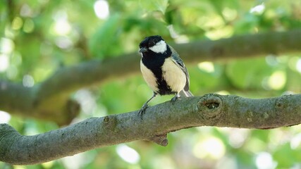 great tit sitting on an apple tree branch