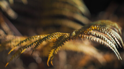 Les fougères se parent de tonalités automnales et jaunâtres, en pleine période estivale.  Le coucher de soleil renforce ces teintes et confèrent une ambiance surréaliste  