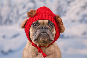 Cute French Bulldog dog wearing red knitted hat with reindeer antlers and ears in front of blurry...