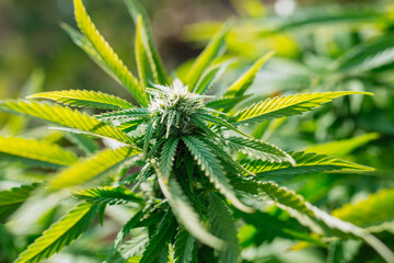 marijuana flowering plant