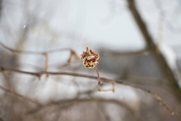 hazelnut burgeon, macro shot, selective focus