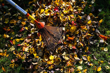 A rusty rake with a pile of leaves in a garden during autumn.