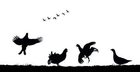 Black grouse cocks jump in field. Vector silhouette