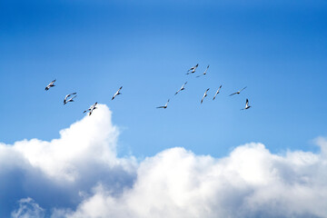 Pelicans flying over Atlantic Ocean