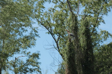 Hocó colorado