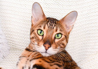 Adorable green-eyed spotted bengal cat