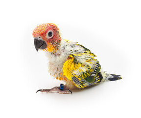 Baby Sun conure, Sun Parakeet on white background. (Aratinga solstitialis)