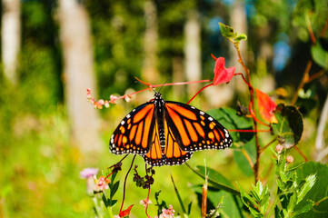Monarch Butterfly
