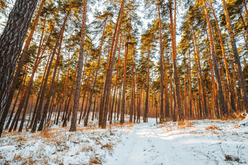 Naklejka premium Beautiful snowy winter forest with pine trees, winter landscape