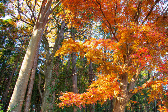 紅葉　秋イメージ