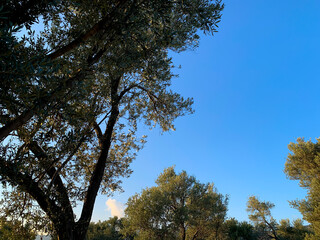 Tree brunches and blue sky background