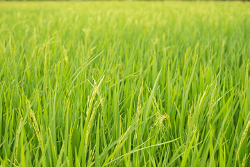 Fototapeta na wymiar A rice field green texture Browse my
