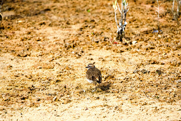 Killdeer in the Sun