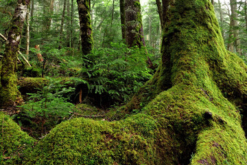 苔の森　白駒の池