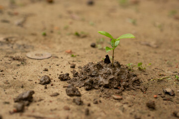 Young plant growing in soil on green background