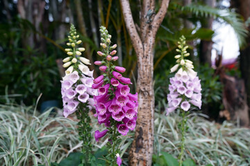 digitalis purpurea is a perennial herbaceous plant   