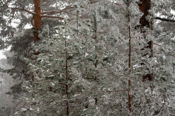 Fototapeta premium bark of tree