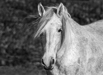 Obraz na płótnie Canvas Black and white Lusitano horse, free outdoors, mane in the wind.