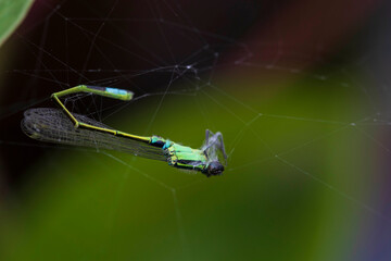 damselfly trapped on spider web