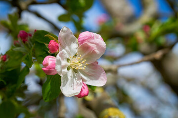 Fototapeta na wymiar Blüte an einem Apfelbaum im Frühling