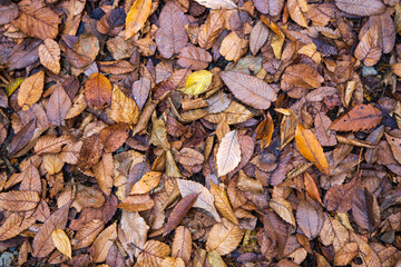 紅葉　落ち葉　秋イメージ