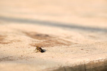 Western honey bee landing on brown table made of wood. Close up photo.