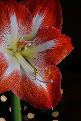 Beautiful Amaryllis flower with the glow of Christmas lights in the background. Portrait orientation.