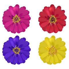 Set of four realistic colorful flowers of zinnia isolated on white background.