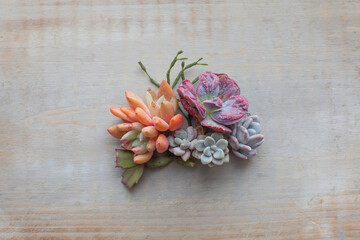 Beautiful succulent rosettes on gray vintage wooden board background