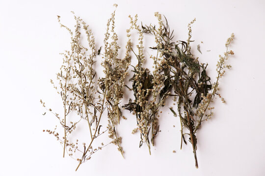 Dried artemisia vulgaris, the common mugwort. Mugwort has been used medicinally and as culinary herbs. It is suitable as an ingredient in salads. Medicinal plant.